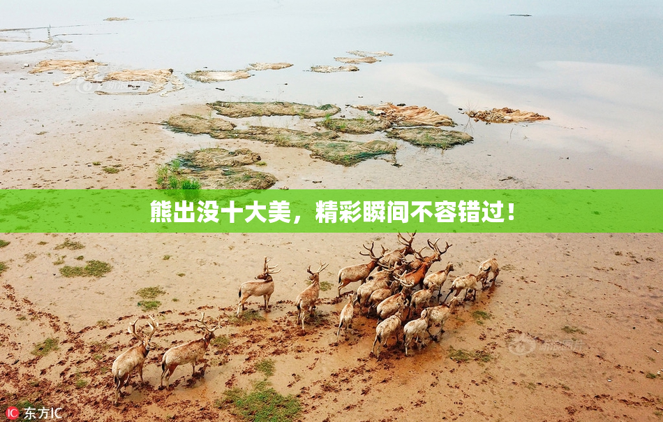 熊出没十大美，精彩瞬间不容错过！