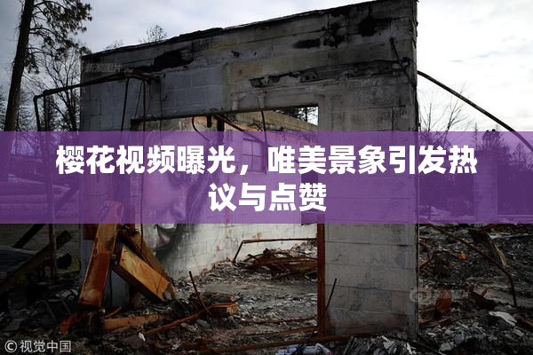 樱花视频曝光，唯美景象引发热议与点赞