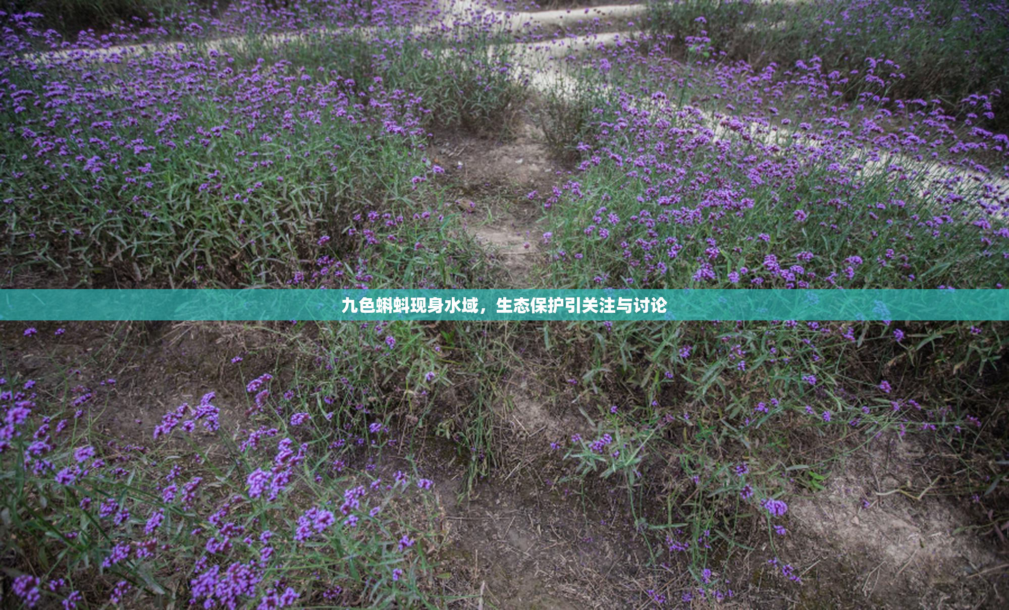 九色蝌蚪现身水域，生态保护引关注与讨论