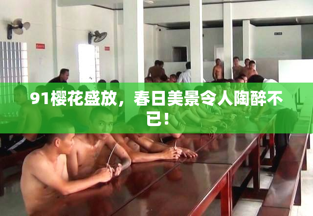 91樱花盛放，春日美景令人陶醉不已！
