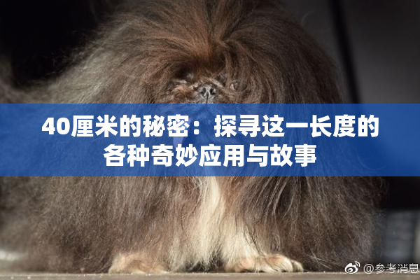 40厘米的秘密：探寻这一长度的各种奇妙应用与故事