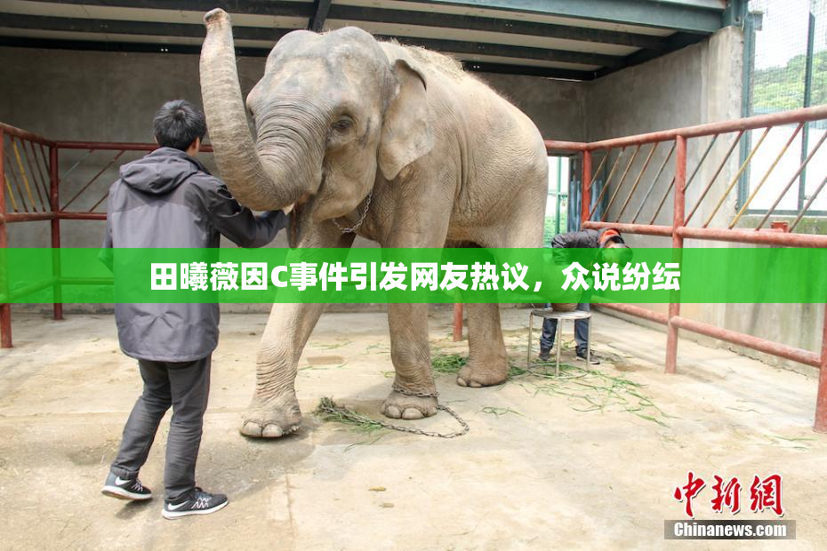 田曦薇因C事件引发网友热议，众说纷纭