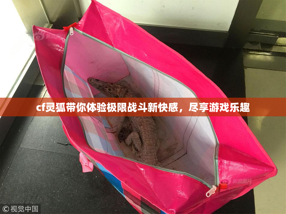 cf灵狐带你体验极限战斗新快感，尽享游戏乐趣