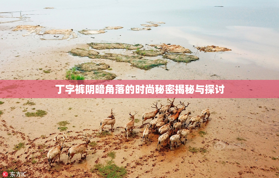 丁字裤阴暗角落的时尚秘密揭秘与探讨