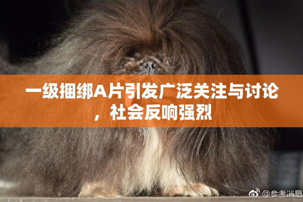 一级捆绑A片引发广泛关注与讨论，社会反响强烈