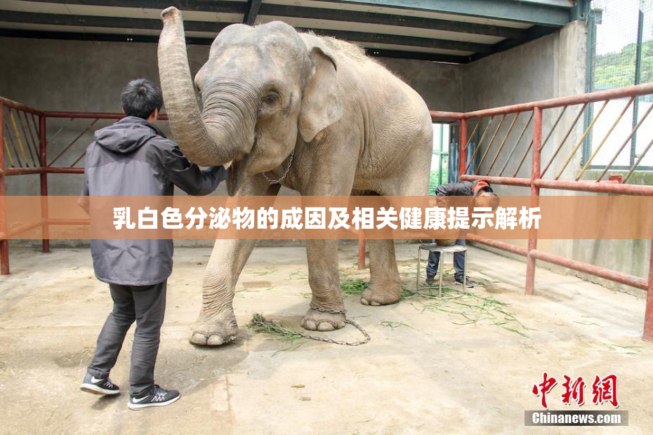 乳白色分泌物的成因及相关健康提示解析