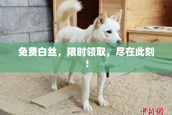 免费白丝，限时领取，尽在此刻！