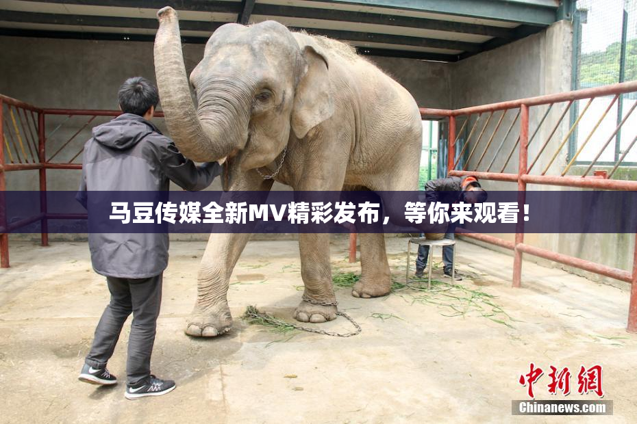 马豆传媒全新MV精彩发布，等你来观看！
