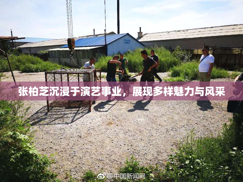 张柏芝沉浸于演艺事业，展现多样魅力与风采