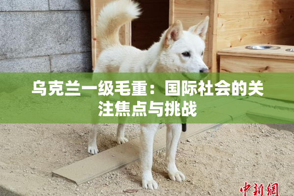 乌克兰一级毛重：国际社会的关注焦点与挑战