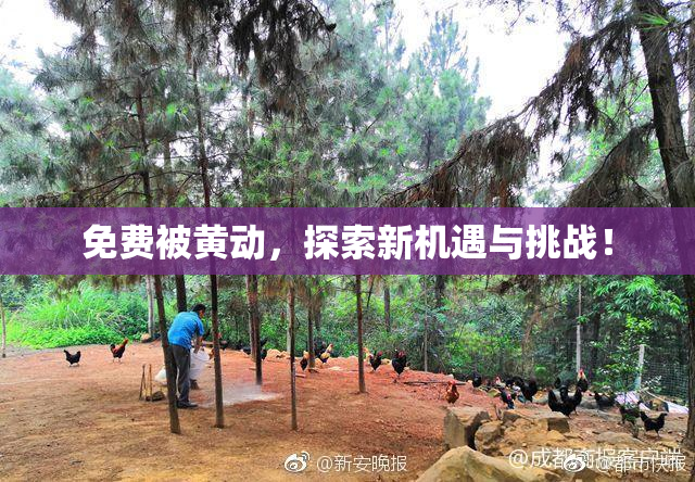 免费被黄动，探索新机遇与挑战！