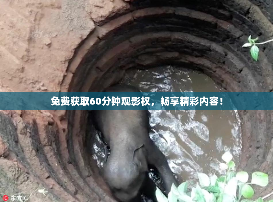 免费获取60分钟观影权，畅享精彩内容！
