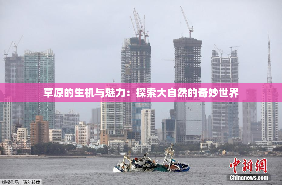 草原的生机与魅力：探索大自然的奇妙世界