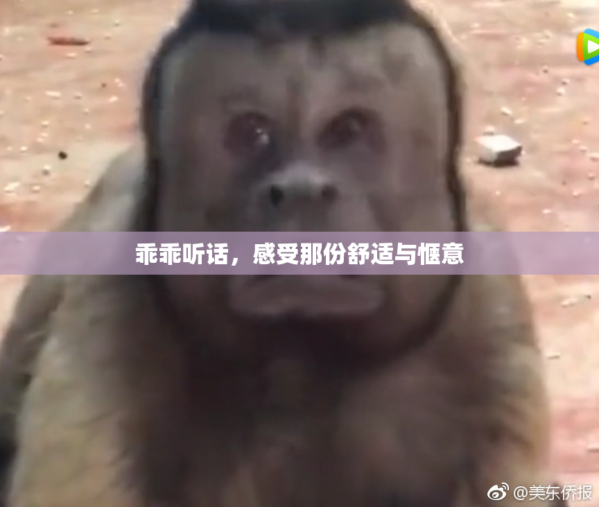 乖乖听话，感受那份舒适与惬意