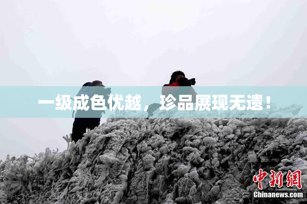 一级成色优越，珍品展现无遗！