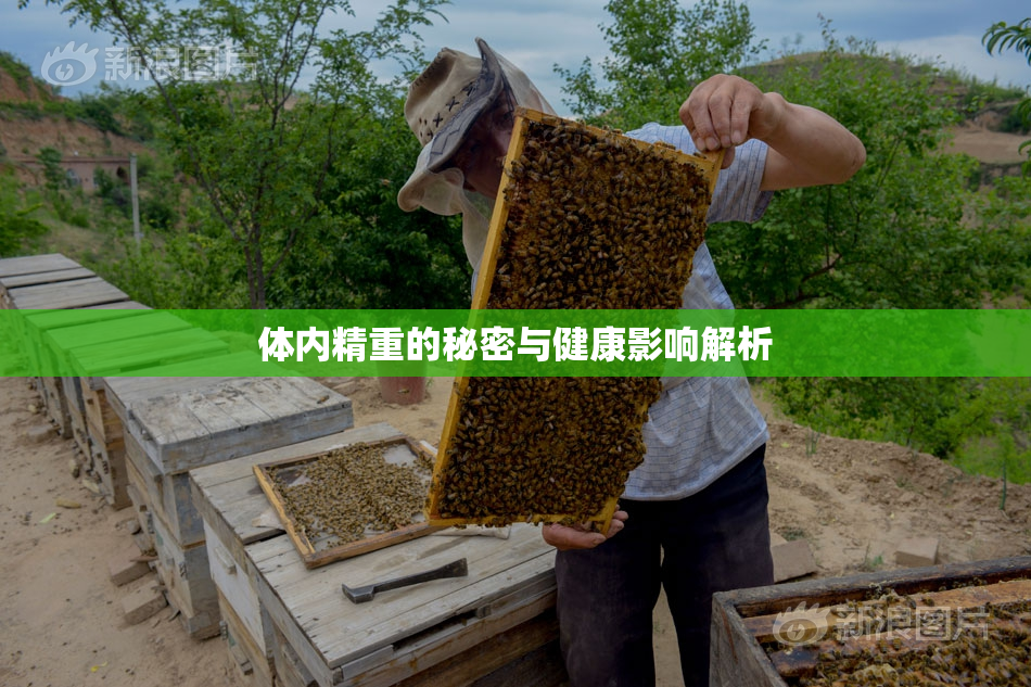 体内精重的秘密与健康影响解析