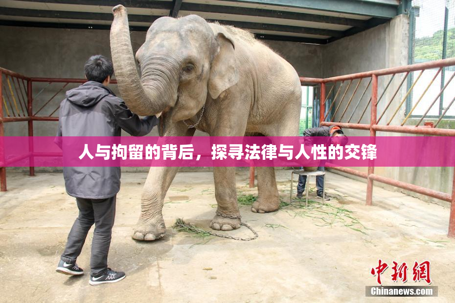 人与拘留的背后，探寻法律与人性的交锋