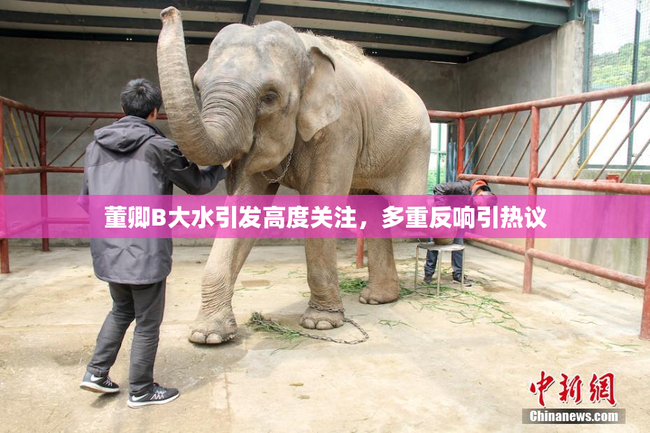 董卿B大水引发高度关注，多重反响引热议