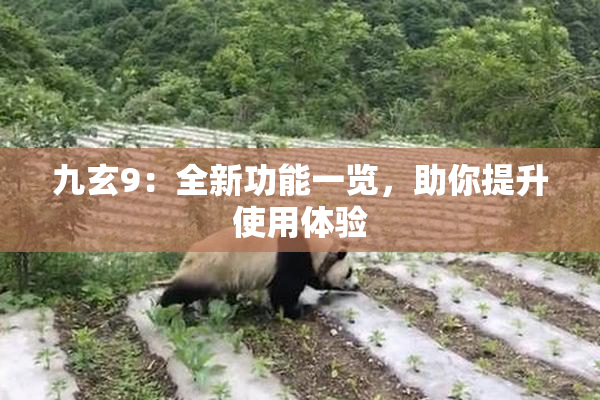 九玄9：全新功能一览，助你提升使用体验