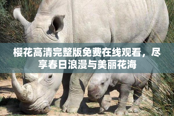 樱花高清完整版免费在线观看，尽享春日浪漫与美丽花海