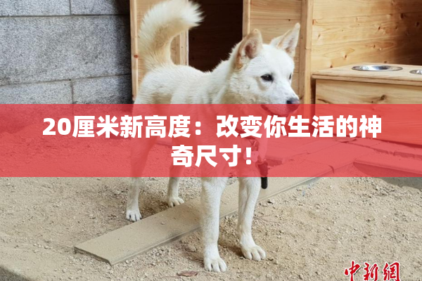 20厘米新高度：改变你生活的神奇尺寸！