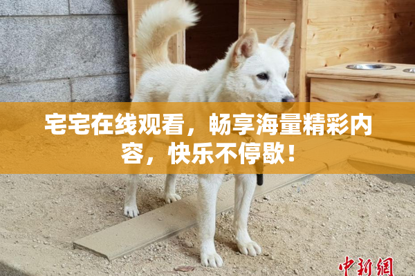 宅宅在线观看，畅享海量精彩内容，快乐不停歇！