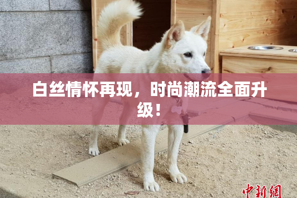 白丝情怀再现，时尚潮流全面升级！