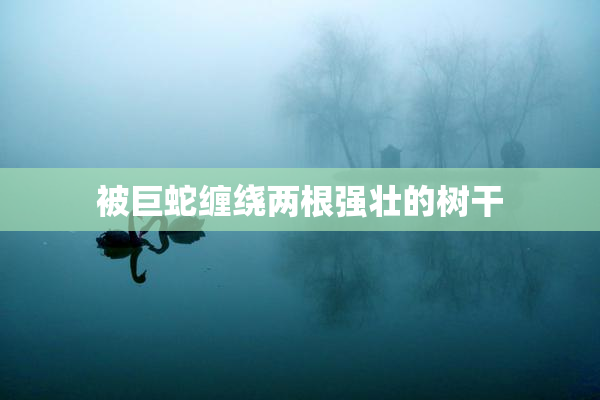 被巨蛇缠绕两根强壮的树干