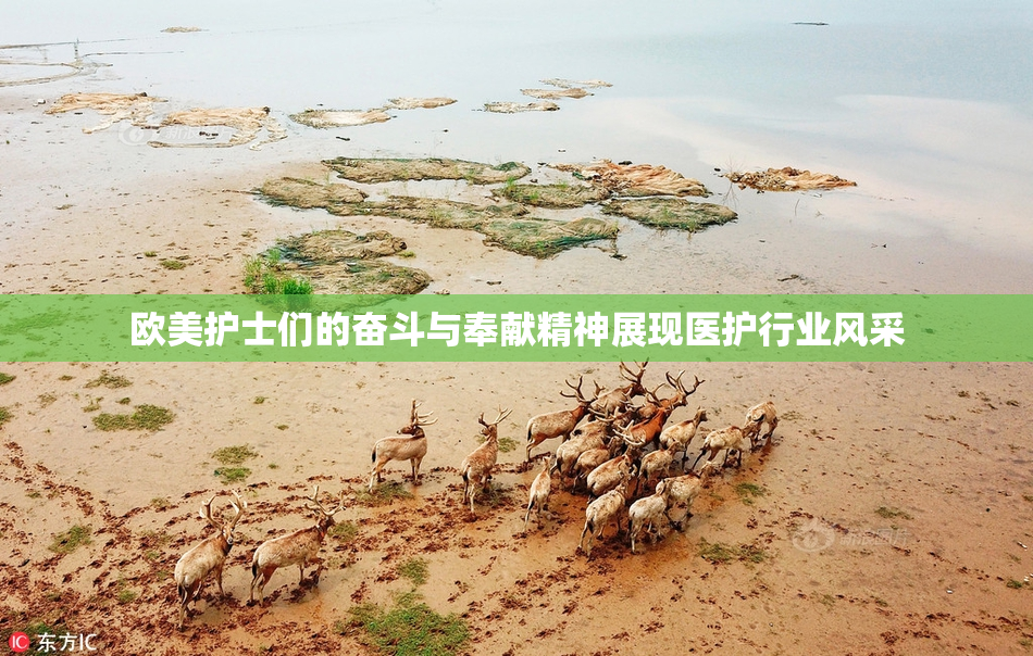 欧美护士们的奋斗与奉献精神展现医护行业风采