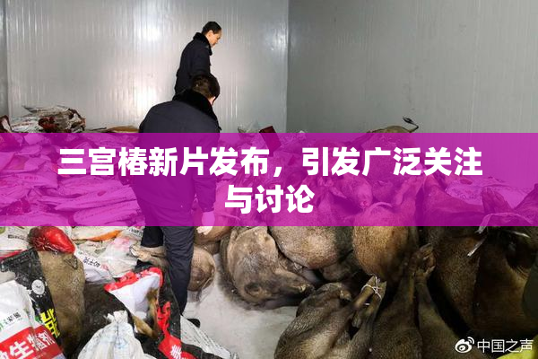 三宫椿新片发布，引发广泛关注与讨论