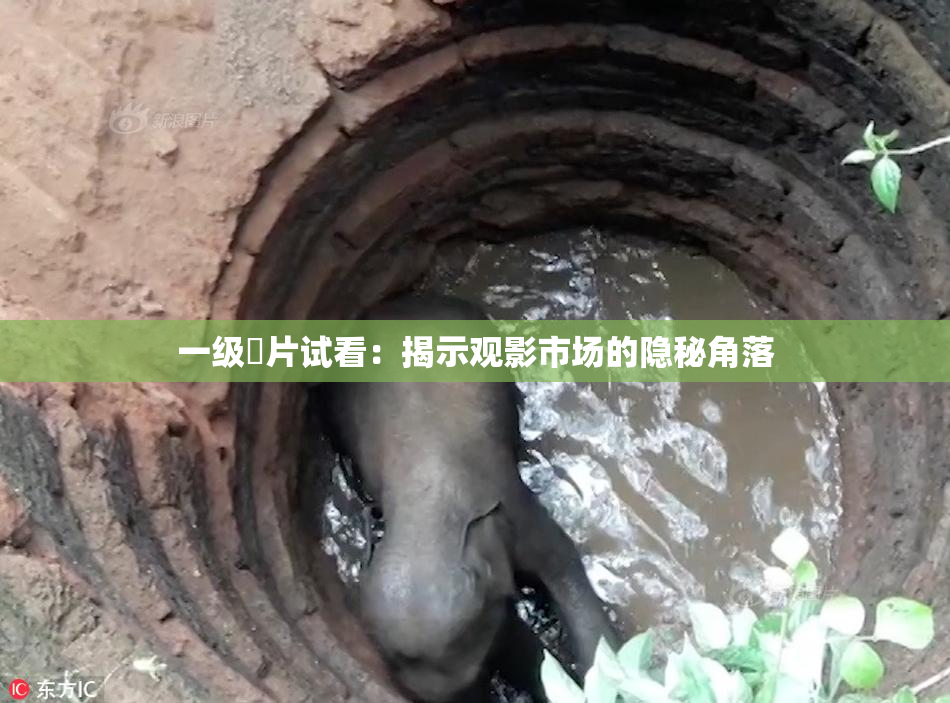 一级婬片试看：揭示观影市场的隐秘角落