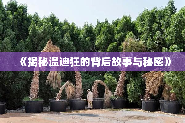 《揭秘温迪狂的背后故事与秘密》