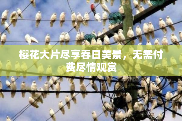 樱花大片尽享春日美景，无需付费尽情观赏