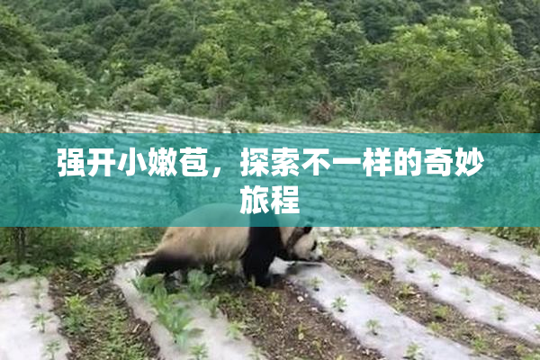 强开小嫩苞，探索不一样的奇妙旅程