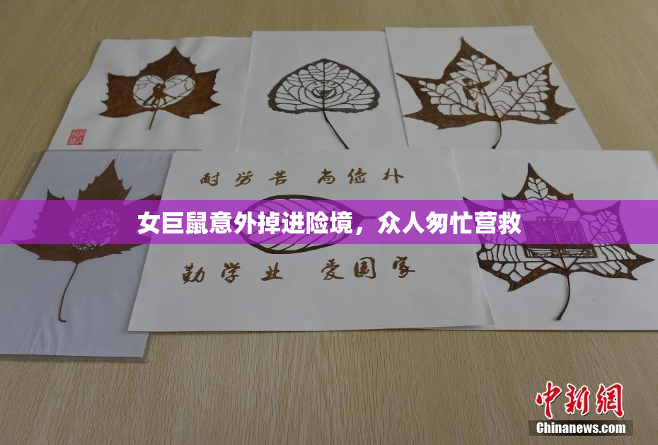 女巨鼠意外掉进险境，众人匆忙营救
