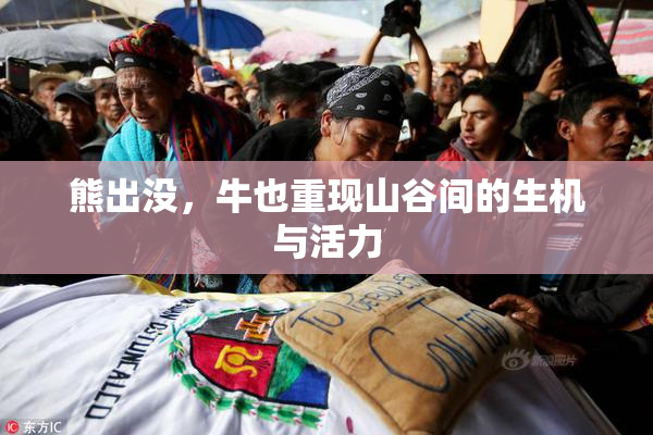 熊出没，牛也重现山谷间的生机与活力