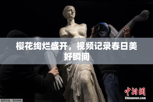 樱花绚烂盛开，视频记录春日美好瞬间
