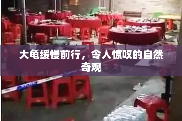 大龟缓慢前行，令人惊叹的自然奇观