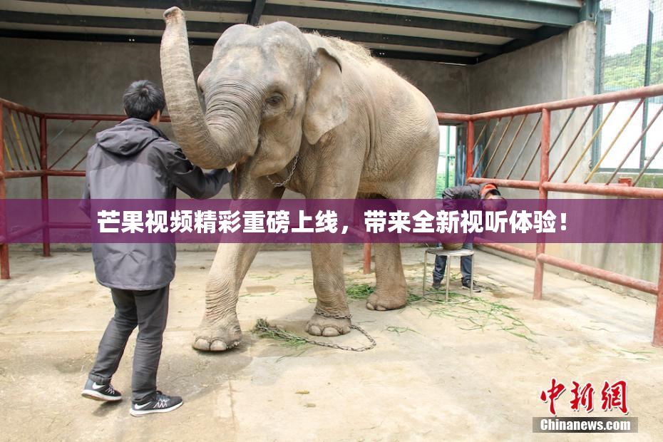 芒果视频精彩重磅上线，带来全新视听体验！