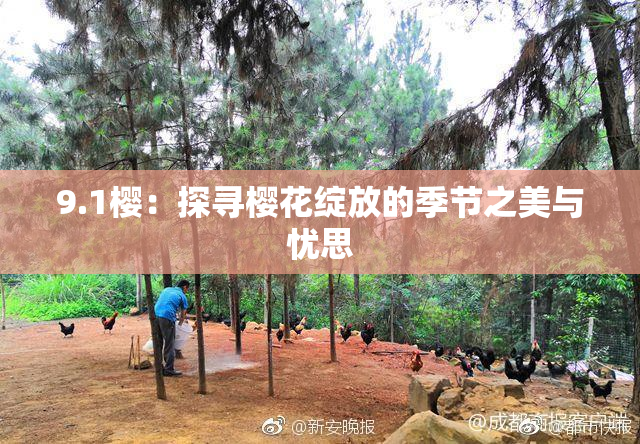9.1樱：探寻樱花绽放的季节之美与忧思