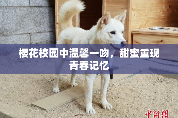 樱花校园中温馨一吻，甜蜜重现青春记忆