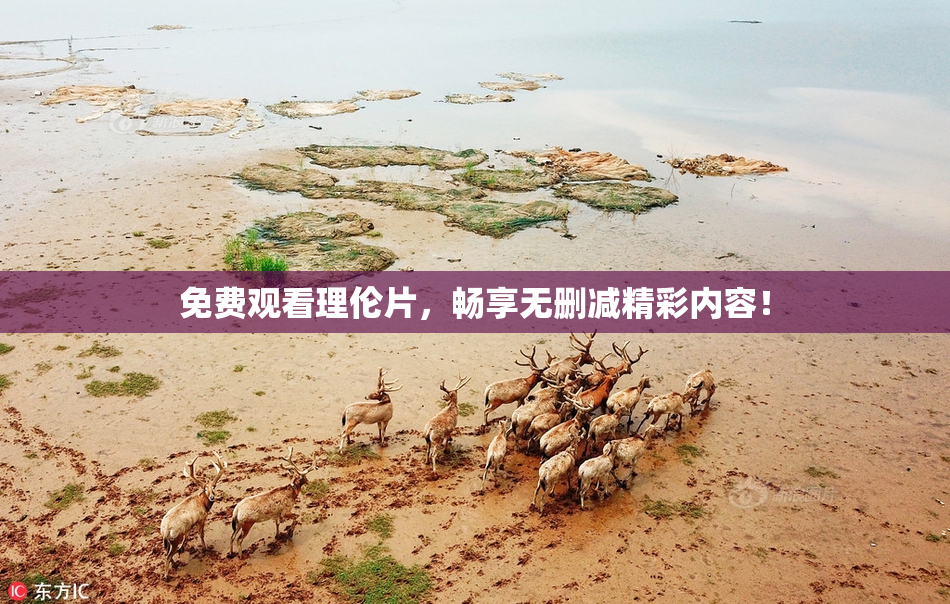 免费观看理伦片，畅享无删减精彩内容！