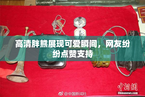 高清胖熊展现可爱瞬间，网友纷纷点赞支持