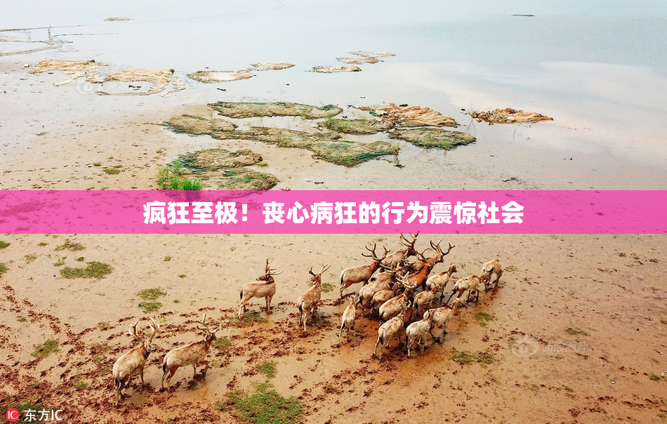 疯狂至极！丧心病狂的行为震惊社会