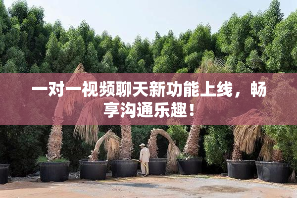 一对一视频聊天新功能上线，畅享沟通乐趣！