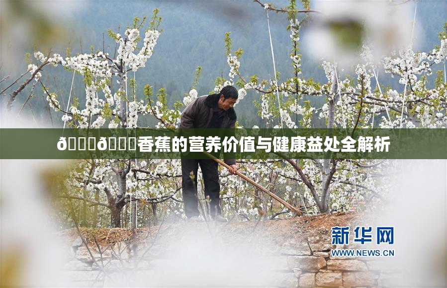 🔞🔞香蕉的营养价值与健康益处全解析