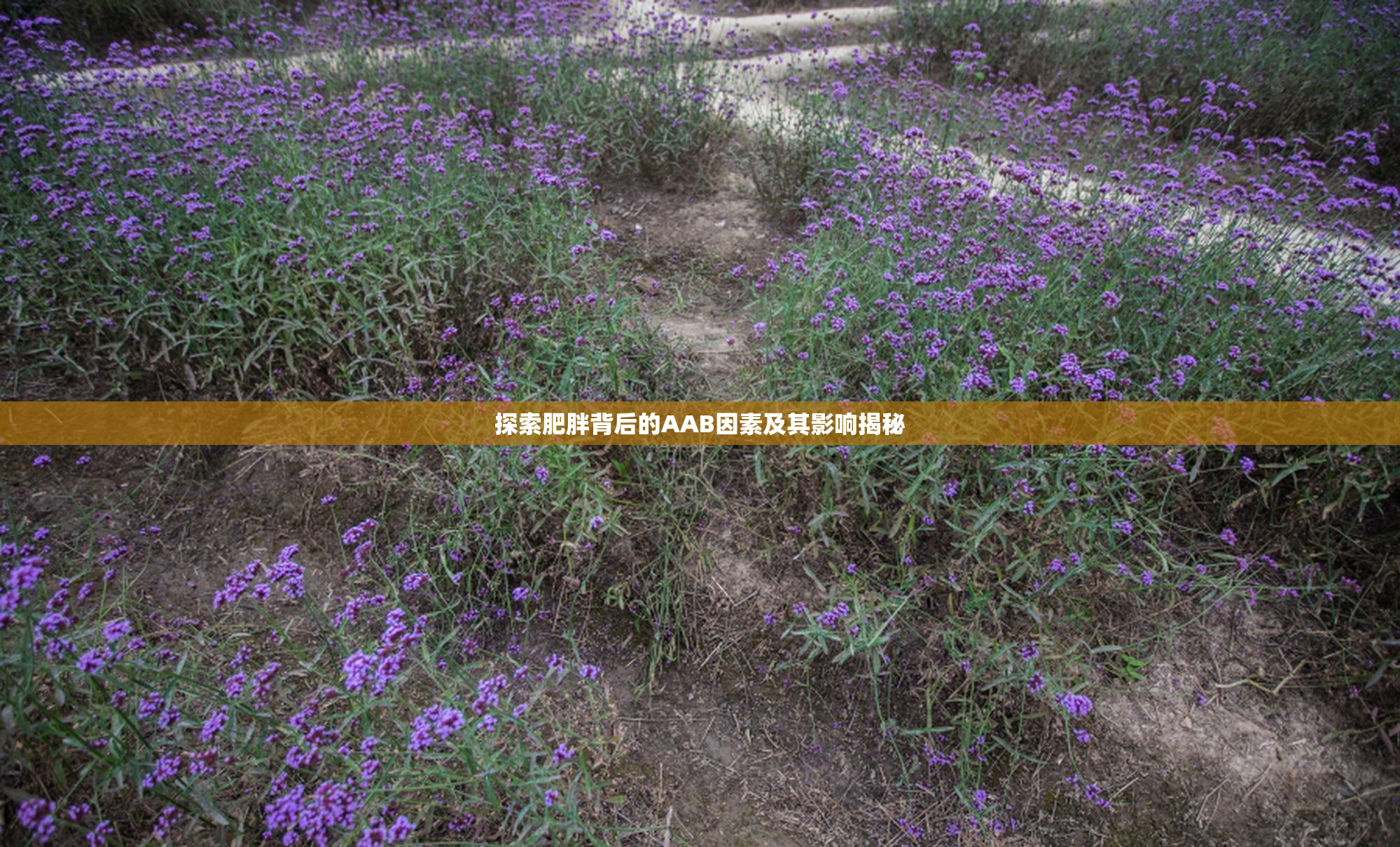 探索肥胖背后的AAB因素及其影响揭秘