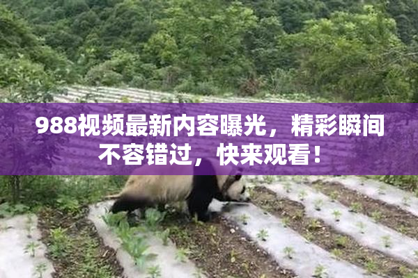 988视频最新内容曝光，精彩瞬间不容错过，快来观看！
