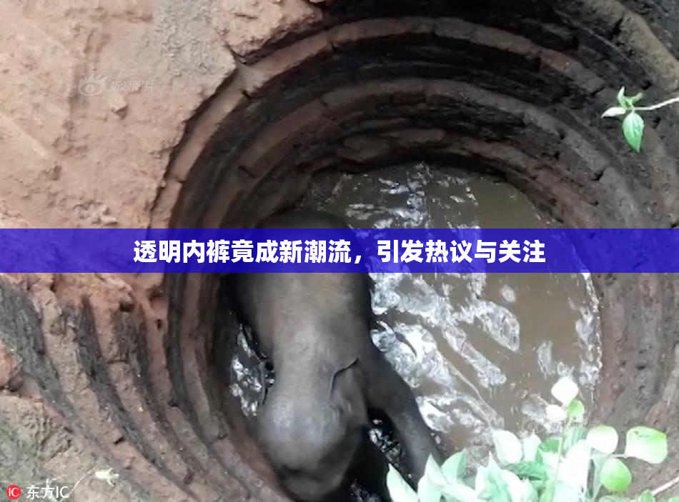 透明内裤竟成新潮流，引发热议与关注