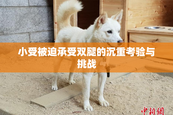 小受被迫承受双腿的沉重考验与挑战